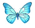 butterfly with slightly elongated wings,