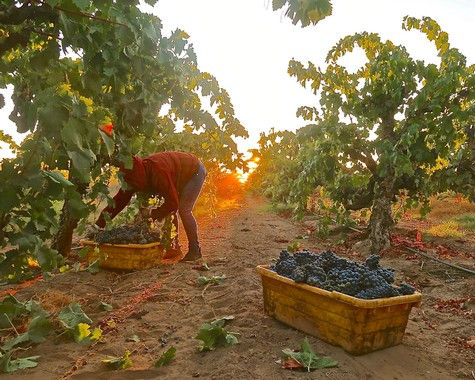 Carignan harvest in Lodi's Spenker Ranch, planted in 1900.