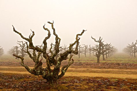 In Lodi's Charlie Lewis Vineyard, head trained (i.e., "goblet") Zinfandel planted on its own rootstocks in 1903, next to younger vines trained as vertical cordon vines.