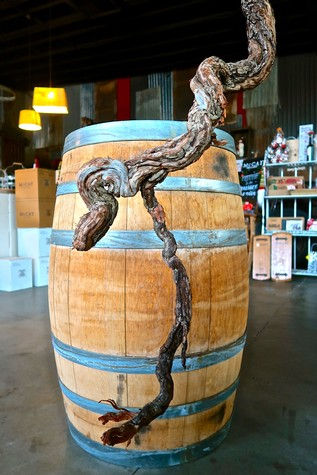Taproot of 100-year-old own-rooted Zinfandel dug out from McCay Cellars' Lot 13 Vineyard on the east side of Lodi's Mokelumne River AVA.