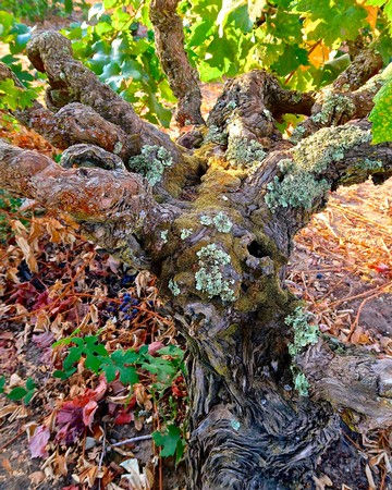 Lichen-crusted ancient head trained Zinfandel in Jessie's Grove's Royal Tee Vineyard, planted in 1889.