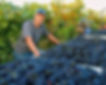 Cemetery Vineyard owner/grower with his Zinfandel harvest.