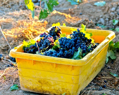 Cinsaut harvest in Bechthold Vineyard, Lodi's oldest continuously farmed vineyard.
