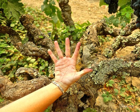 "Head" (and hand) over Zinfandel well over 100 years old on the west side of Lodi's Mokelumne River AVA.