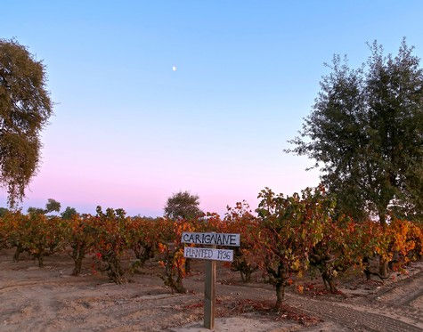 Bishofberger Vineyard Carignan, owned by a family farming in Lodi since the 1860s.