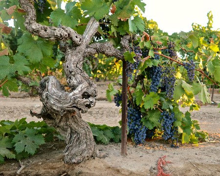 Ancient vine Zinfandel in Schmiedt's 1902 block, on morning of 2022 harvest.