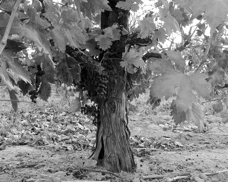 Why you should celebrate National Zinfandel Day with Lodi grown Zinfandel