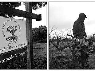 Ten reasons why old vines are more important than ever to the international wine community