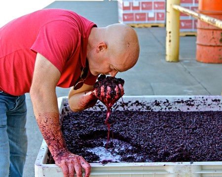 Lodi's Mike McCay (owner/grower/winemaker, McCay Cellars) checking on fermenting Zinfandel.