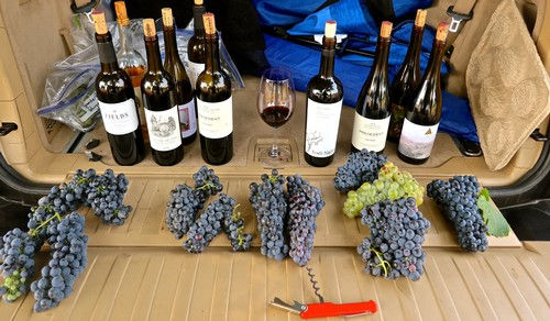 Back-of-the-car Zinfandel, Carignan and Petite Sirah tasting in Clements Hills-Lodi's Stampede Vineyard.