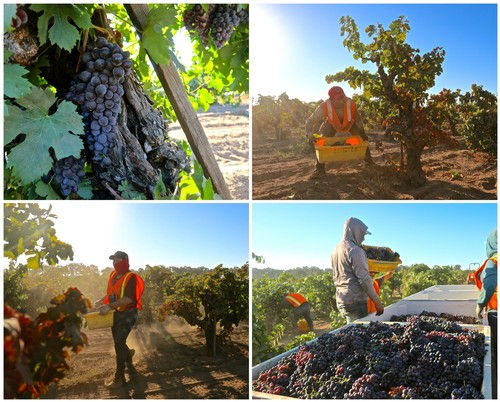 2022 Bechthold Vineyard Cinsaut harvest.