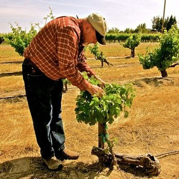 Fifth generation Lodi farmer Steve Felten, owner/grower of the globally distributed Klinker Brick Winery.