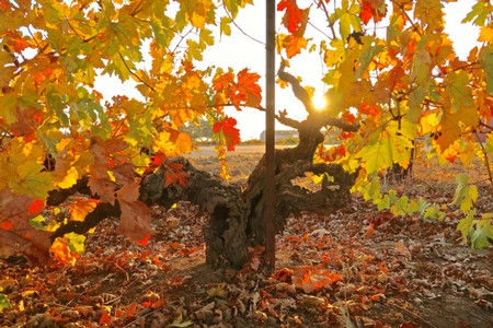 +90-year-old, own-rooted Zinfandel in Lodi's Clements Hills AVA