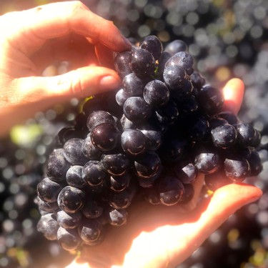 Cluster of Bechthold Vineyard Cinsaut in Ser Winery.