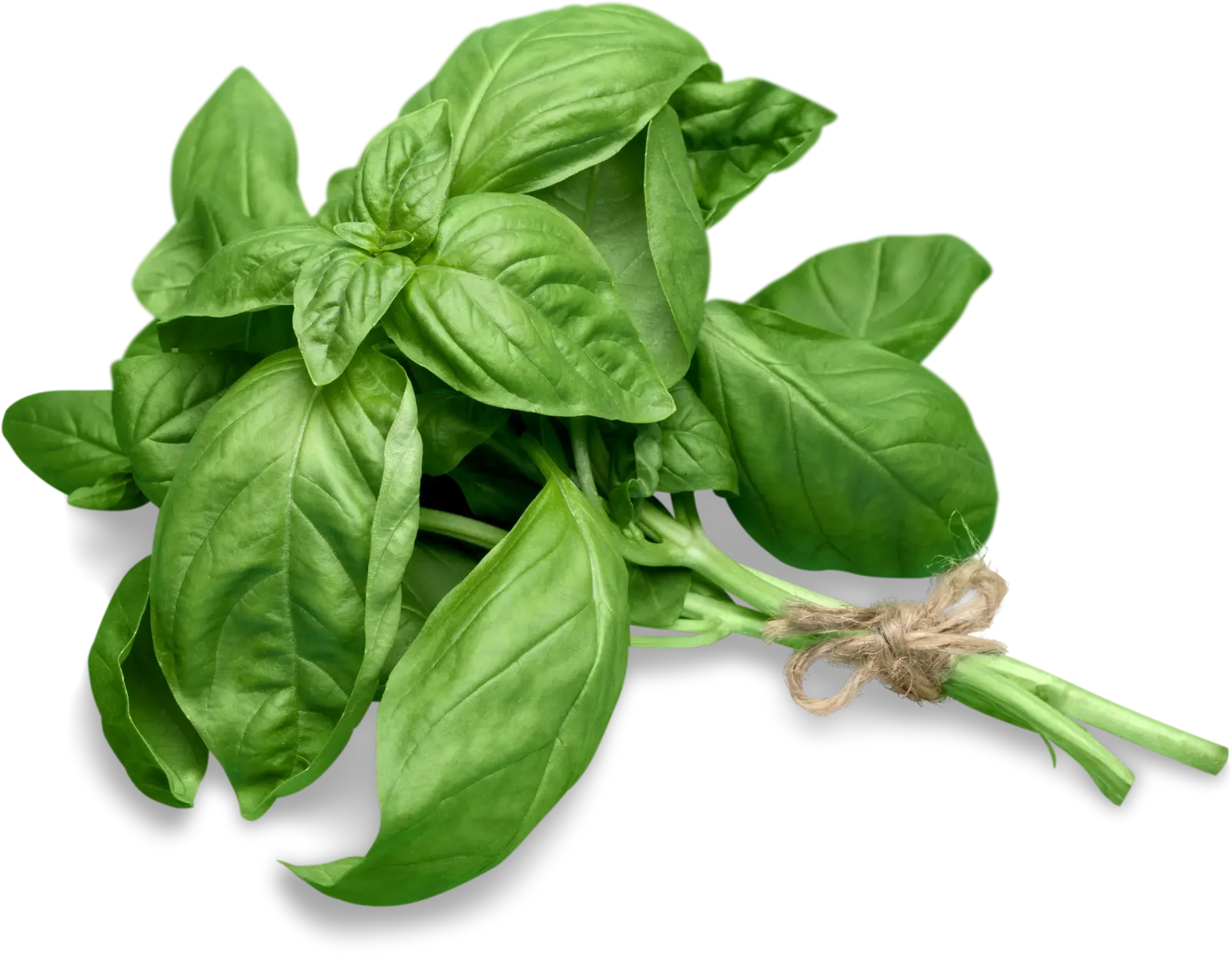 Albahaca