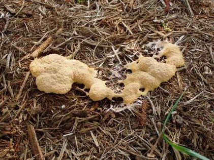 Mulch Slime