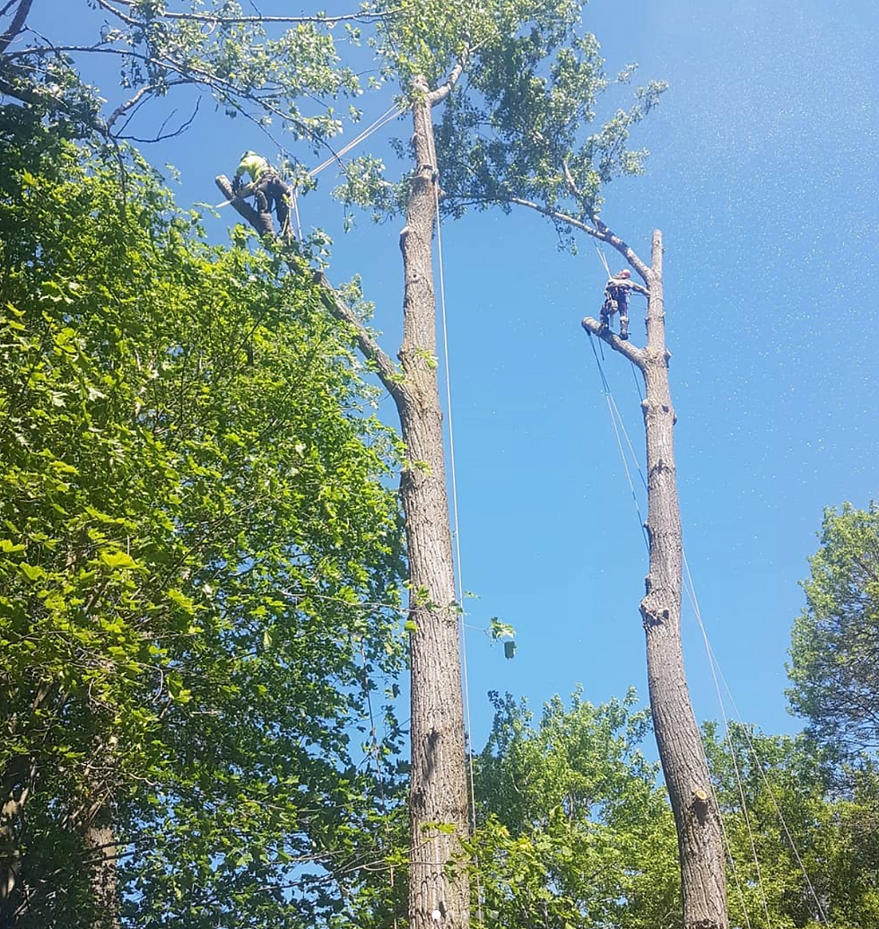MC Tree Tree Climbers