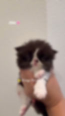 Thumbnail: Chio