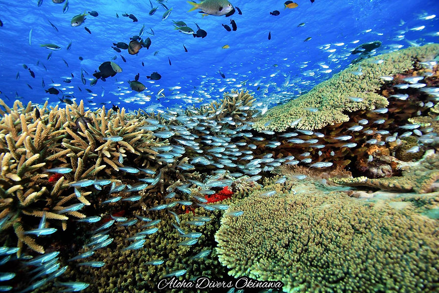 Iheya Diving Trip 2022
