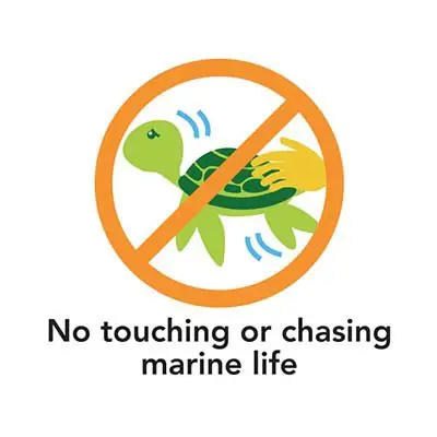 No-Touching-Marine-Life - Aloha Divers Okinawa