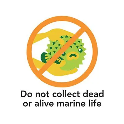 Do-not-collect-marine-animal - Aloha Divers Okinawa