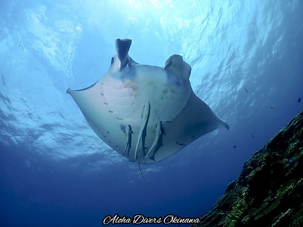 Manta Ray in Ishigaki Diving Trip - Aloha Divers Okinawa
