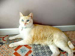 Ulysse Individuel Familial 