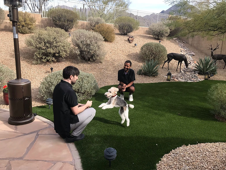 Jack Armour Pet Grooming: Jack and Derrick playing with Wire Fox Terrier after Mobile Dog Grooming Appointment. Dog Grooming in Duluth, Suwanee, Alpharetta, and Milton