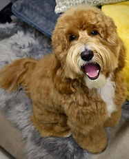 Best Goldendoodle Bath in Atlanta - Johns Creek, Alpharetta, Duluth Pet Grooming - Expert Pet Care in Your Home - We Come to You