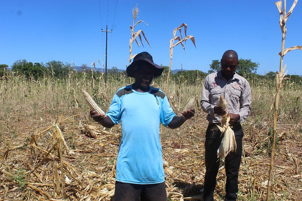 crop assessment