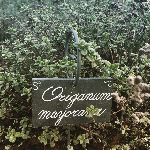 The antimicrobial properties of oregano and its use in dogs and cats