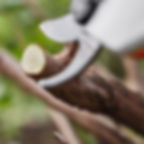 Stihl ASA 20 Battery Secateurs - Tool Only up close