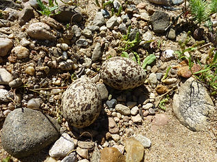 Oeuf d'oedicnème criard