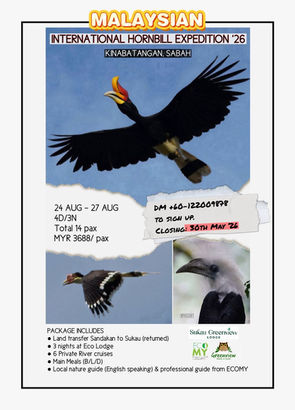 From Royal Belum to the Legendary Kinabatangan River, Sabah - Malaysian International Hornbill Expedition 2026