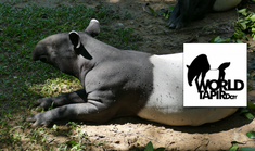 ECOMY CELEBRATES WORLD TAPIR DAY