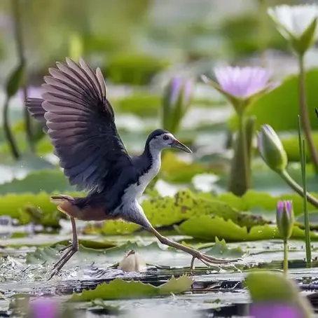 SD Guthrie, Pulau Carey, Carey Island