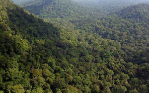 RM100mil not enough to gazette more forests, marine areas, say activists