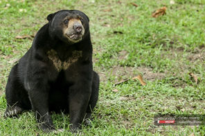Malaysians happily cough up for ‘exotic’ foreign zoo animals but ignore ‘humdrum’ local ones