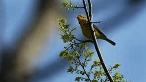 TheSunDaily: Malaysia selected as Important Bird Area: Tourism Malaysia