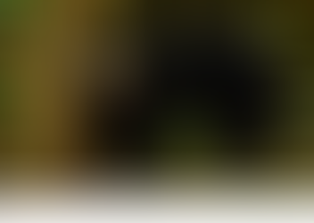 FMT: Malaysian bears in peril as China pushes cure for Covid-19