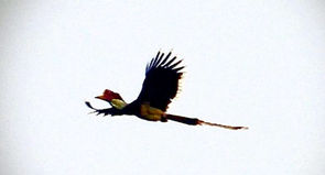 ‘Save Helmeted Hornbills’