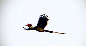 ‘Save Helmeted Hornbills’
