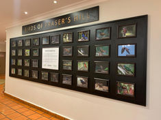 Wall of Frames - Colorful Birds of Fraser's Hill