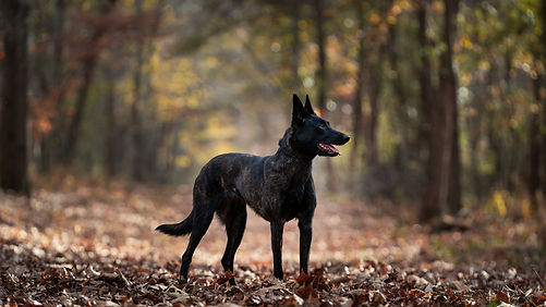 Savannah - Female Dutch Shepherd