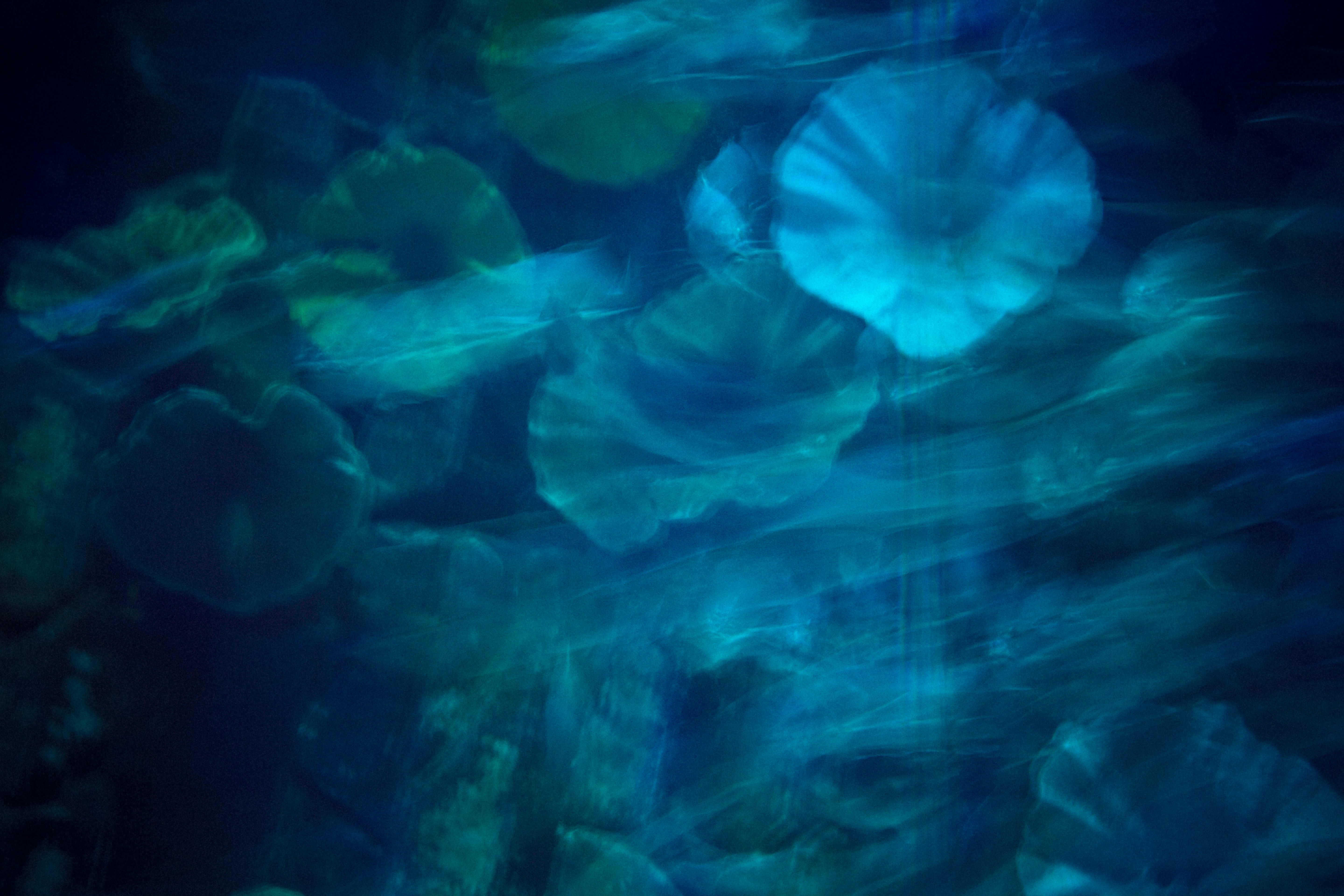 Jelly Float