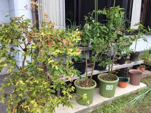 癒しの植物達が家に。