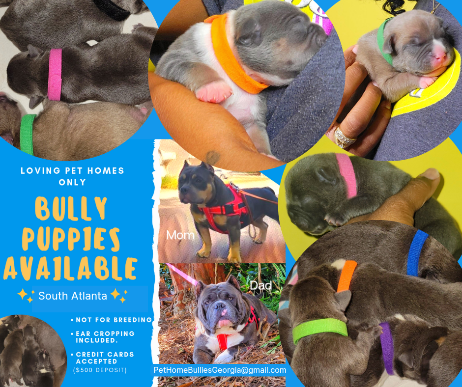 Bully Puppies Available in American and Exotic.