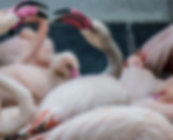 Flamingos