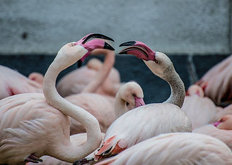 flamencos