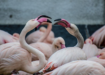 Flamingos